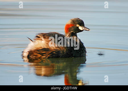 Neuhollandtaucher, Perth, Westaustralien, West Australien Stockfoto