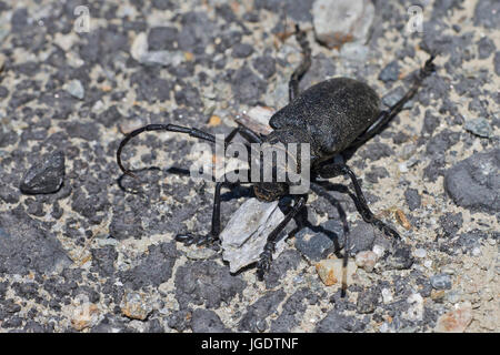 Schwarze Weber Ziege, Lamia Textor, Schwarzer Weberbock (Lamia Textor) Stockfoto