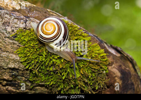 GartenBand Schnecke, Bänderschnecken Hortensis, GartenBänderschnecke