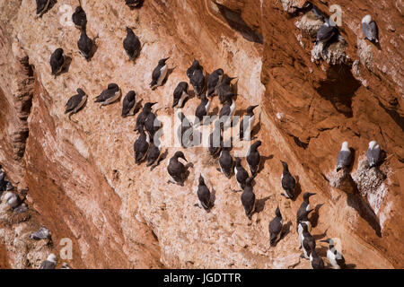 Vogels Felsen auf Helgoland, Vogelfelsen Auf Helgoland Stockfoto