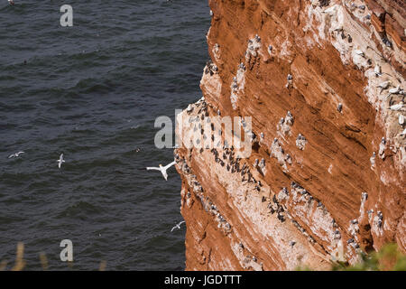 Vogels Felsen auf Helgoland, Vogelfelsen Auf Helgoland Stockfoto