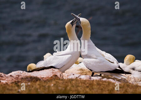 Basstölpel Morus Bass Anus auf Helgoland, Baßtölpel (Morus Bassanus) Auf Helgoland Stockfoto