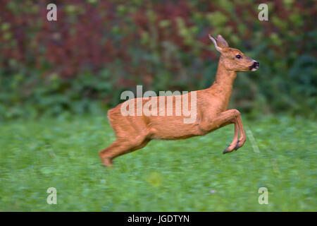 Rehe, Capreolus Capreolus, Reh (Capreolus Capreolus) Stockfoto