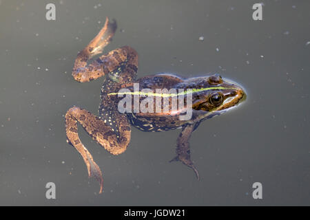 Kleine Wasser Frosch, außer Lessonae, Kleiner Wasserfrosch (außer Lessonae) Stockfoto