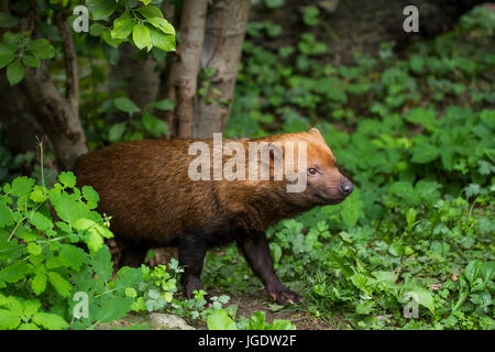 Wald Hund, Speothossogar Venaticus, Waldhund (Speothossogar Venaticus) Stockfoto