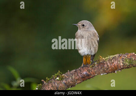 Haus rote Rute, Phoenicurus Ochruros weiblich, Hausrotschwanz (Phoenicurus Ochruros) Weibchen Stockfoto