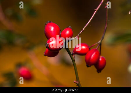 Hagen-Flundern, Rose Canina, reifen Früchten, Hagenbutte (Rosa Canina), Reife Früchte Stockfoto