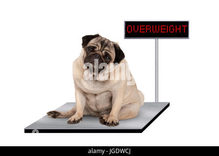 schweren Fetten Mops Welpen Hund sitzen auf Tierarzt-Skala mit Übergewicht LED Schild, isoliert auf weißem Hintergrund Stockfoto