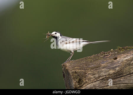 Bachstelze, Motacilla Alba, Bachstelze (Motacilla Alba) Stockfoto