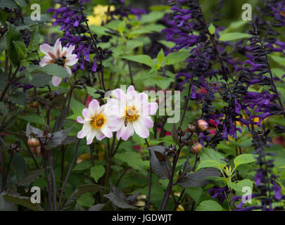 Blinde Veteranen UK: Its All About Gemeinschaftsgarten im RHS Hampton Court Palace Flower Show, Juli 2017, Ost Molesley, Surrey, UK Stockfoto