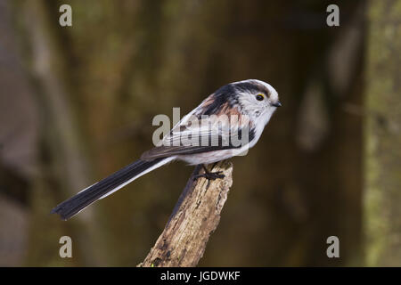 Tail Meise, Aegithalos Caudatus, Schwanzmeise (Aegithalos Caudatus) Stockfoto