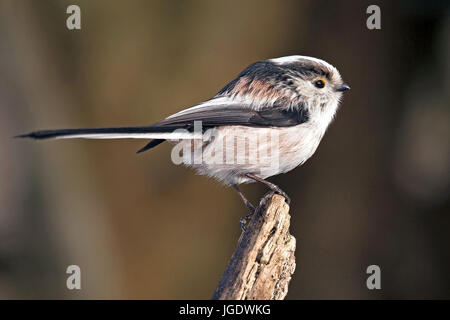 Tail Meise, Aegithalos Caudatus, Schwanzmeise (Aegithalos Caudatus) Stockfoto