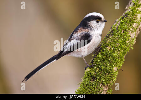 Tail Meise, Aegithalos Caudatus, Schwanzmeise (Aegithalos Caudatus) Stockfoto