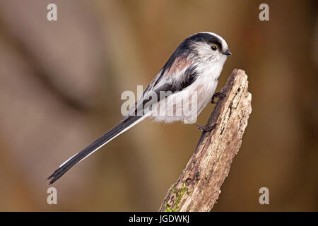 Tail Meise, Aegithalos Caudatus, Schwanzmeise (Aegithalos Caudatus) Stockfoto