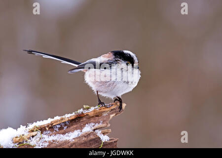 Tail Meise, Aegithalos Caudatus, Schwanzmeise (Aegithalos Caudatus) Stockfoto