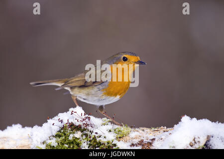 Rotkehlchen, Erithacus Rubecula Rotkehlchen (Erithacus Rubecula) Stockfoto