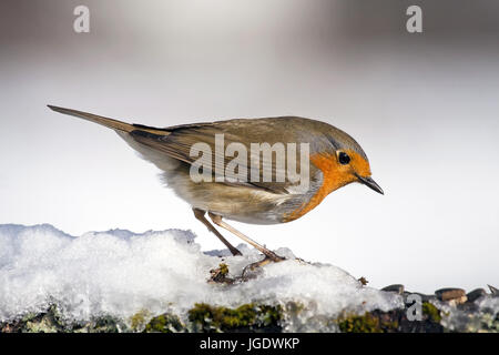 Rotkehlchen, Erithacus Rubecula Rotkehlchen (Erithacus Rubecula) Stockfoto