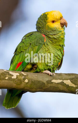 Gelber Kopf Amazon, Amazona Oratrix Gelbkopfamazone (Amazona Oratrix) Stockfoto