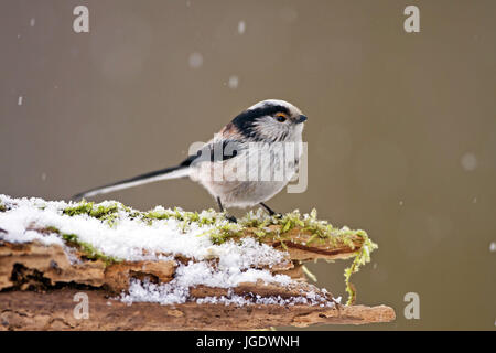 Tail Meise, Aegithalos Caudatus, Schwanzmeise (Aegithalos Caudatus) Stockfoto