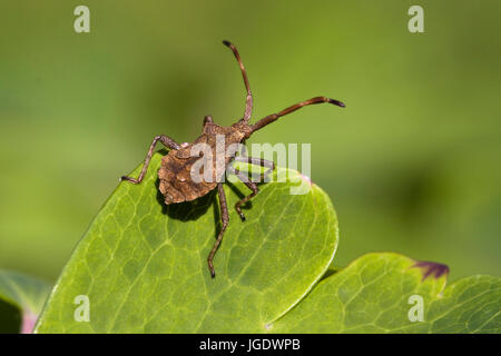 Squash-Bug, Coreus Marginatus, Lederwanze (Coreus Marginatus) Stockfoto