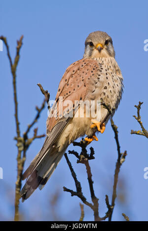 Turmfalke, Falco Tinnunculus Männlein, Turmfalke (Falco Tinnunculus) Männchen Stockfoto