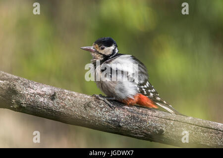 Spotted Woodpecker, major Dendrocopos weiblich, Buntspecht (Dendrocopos großen) Weibchen Stockfoto