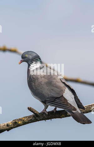 Ringel Taube, Columba Palumbus Ringeltaube (Columba Palumbus) Stockfoto