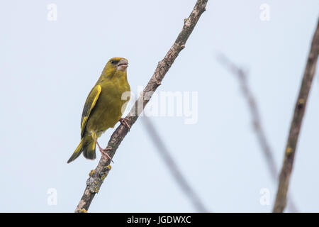 Grünfink, Zuchtjahr Chloris Männlein, Grünfink (Zuchtjahr Chloris) Männchen Stockfoto