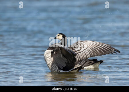 Wei? Wangengans, Branta Leucopsis bei Baden, Weißwangengans (Branta Leucopsis) Beim Baden Stockfoto