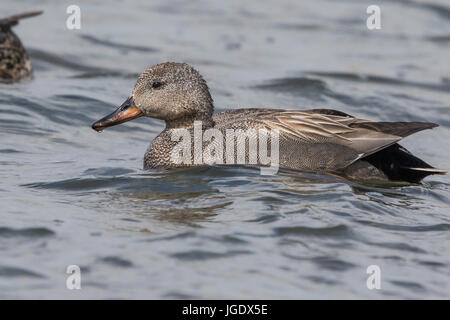 Schnatterenten, Anas Strepera, Schnatterenten (Anas Strepera) Stockfoto