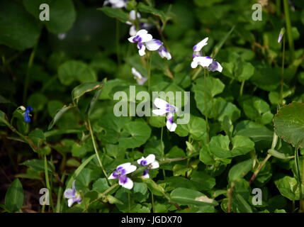 Blumen Veilchen. Holz Veilchen Blumen hautnah. Viola Odorata. Closeup lila Blüten. Sweet gemeinsamen Garten Veilchen, Viola Odorata blühen im Frühling in Stockfoto