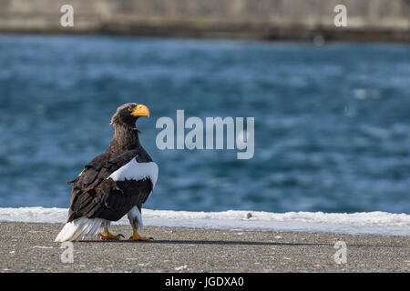 Riesigen See Adler, Haliaeetus Pelagicus Riesenseeadler (Haliaeetus Pelagicus) Stockfoto