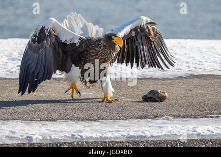 Riesigen See Adler, Haliaeetus Pelagicus Riesenseeadler (Haliaeetus Pelagicus) Stockfoto