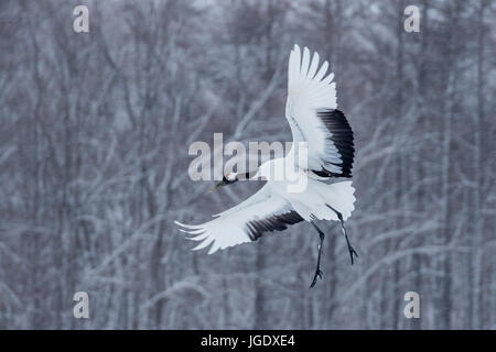 Manchurians oder Rotkromkranisch, slack Japonensis, Mandschuren-Oder Rotkromkranisch (Grus Japonensis) Stockfoto