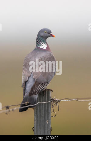 Ringel Taube, Columba Palumbus Ringeltaube (Columba Palumbus) Stockfoto