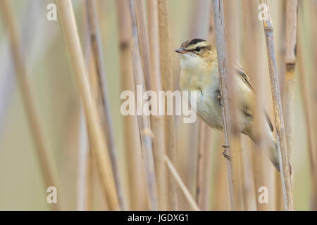 Reed-Sänger, Acrocephalus Schoenobaenus, Schilfrohrsänger (Acrocephalus Schoenobaenus) Stockfoto