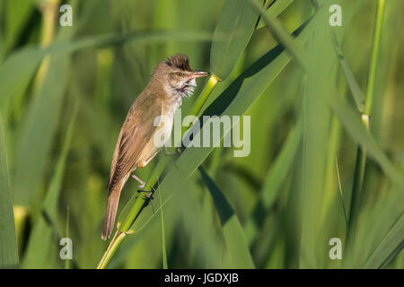 Drosseln Sie, Leitung Sänger, Acrocephalus Arundinaceus, Drosselrohrsänger (Acrocephalus Arundinaceus) Stockfoto