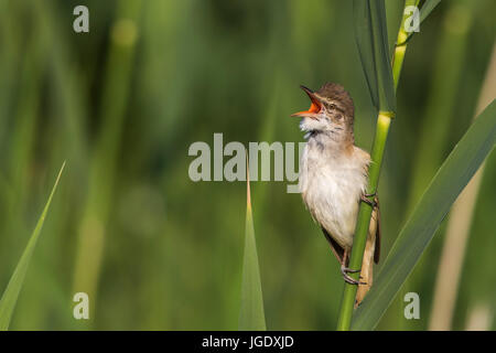 Drosseln Sie, Leitung Sänger, Acrocephalus Arundinaceus, Drosselrohrsänger (Acrocephalus Arundinaceus) Stockfoto