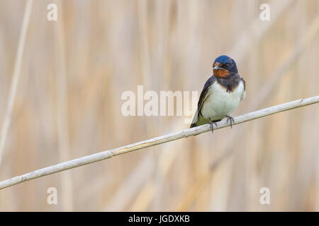 Schlucken Sie, Hirundo Rustica, Rauchschwalbe (Hirundo Rustica) Stockfoto