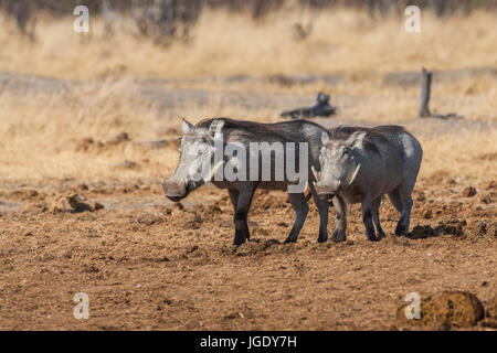 Warze Schwein, Phacochoerus Africanus, Warzenschwein (Phacochoerus Africanus) Stockfoto