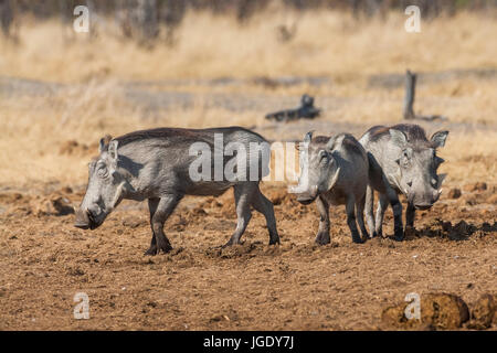 Warze Schwein, Phacochoerus Africanus, Warzenschwein (Phacochoerus Africanus) Stockfoto