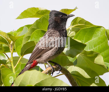 Roten belüftete Bulbul gehockt krabbelt Stockfoto