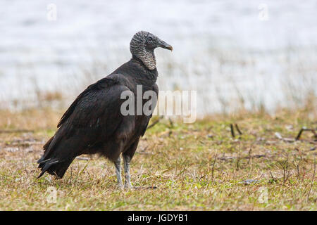 Raven Sie Geier, Coragyps Atratus Brasiliensis, Rabengeier (Coragyps Atratus Brasiliensis) Stockfoto