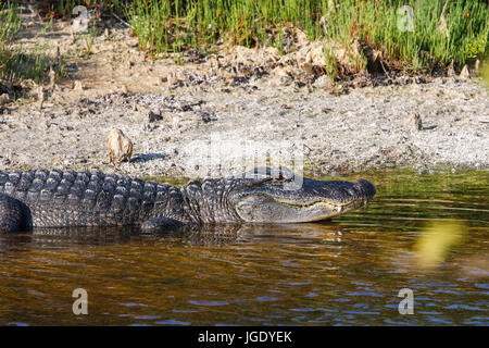 Mississippi-Alligator, Alligator Mississippiensis, Mississippi-Alligator (Alligator Mississippiensis) Stockfoto