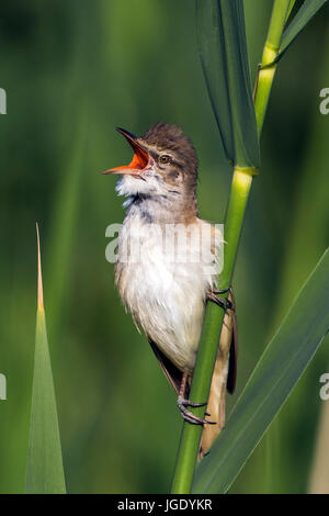 Drosseln Sie, Leitung Sänger, Acrocephalus Arundinaceus, Drosselrohrsänger (Acrocephalus Arundinaceus) Stockfoto