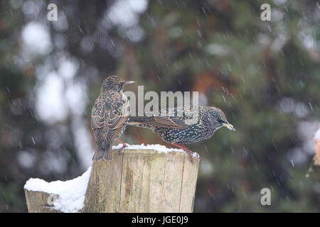 Stare im Winter auf den Feed zu platzieren, Stare Im Winter am Futterplatz Stockfoto