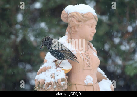 Stern im Winter auf dem Futter Platz, Star Im Winter bin Futterplatz Stockfoto