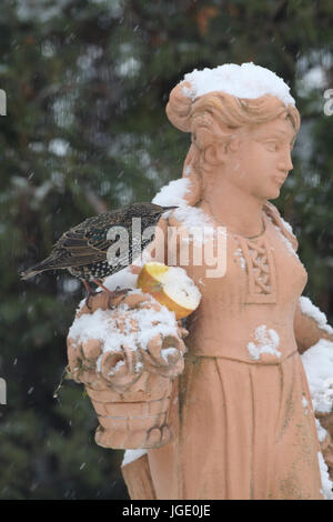 Stern im Winter auf dem Futter Platz, Star Im Winter bin Futterplatz Stockfoto