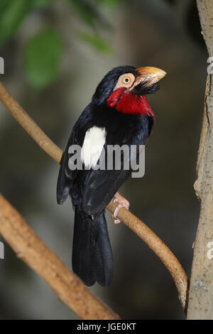 Furche Schnabel Bart Vogel, Furchenschnabel-Bartvogel Stockfoto