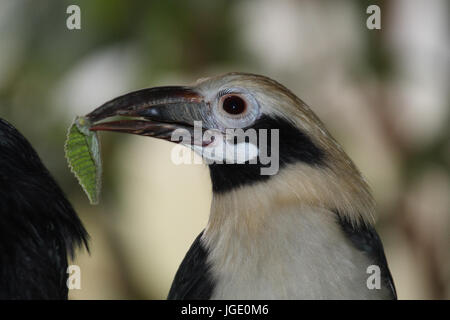 Polillo Taraktik-Horn-umrandeten Vogel, Polillo-Taraktik-Hornvogel Stockfoto